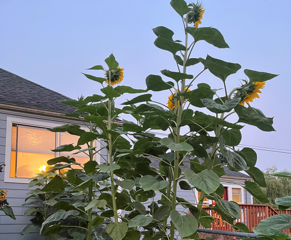 Sunflowers